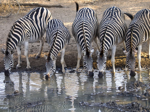 Zebras-drinking-together