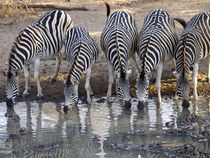 Zebras drinking together von Yolande  van Niekerk