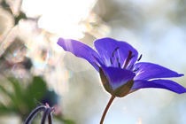 Blaue Blume von Intensivelight Panorama-Edition