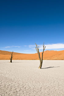 Dead Acacia Trees, Dead Vlei by Russell Bevan Photography