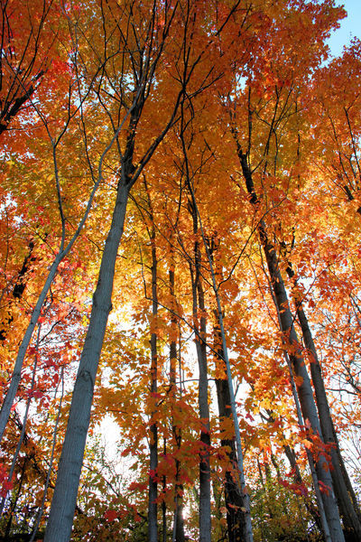 Fall-forest-2