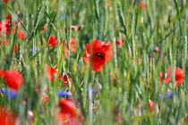 Poppy field von JOMA GARCIA I GISBERT