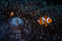 Anemone fish by Andreas Müller
