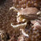 Anemone-crab