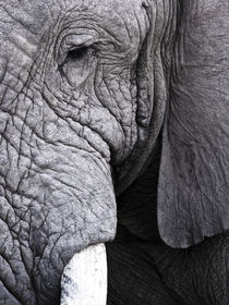 South Africa: Kruger National park. African Elephant bull close-up. Black and White by Yolande  van Niekerk