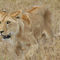 Lioness-serengeti-tanzania