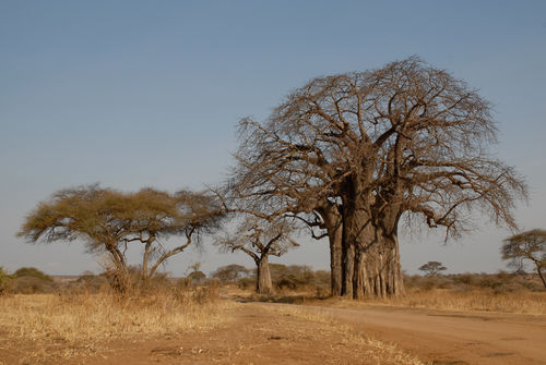 Baobab-tree-tarangire-tanzania