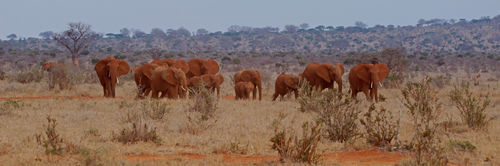 Red-elephants-tsavo-kenya