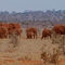 Red-elephants-tsavo-kenya