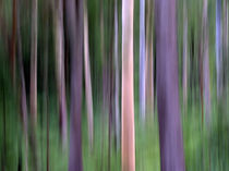 Purple Forest Impression by Kitsmumma Fine Art Photography