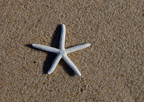 Starfish #2 by Christopher Seufert