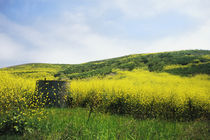 Mustard flowers in spring, California von Melissa Salter