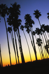 Palm Trees at Sunset von Melissa Salter