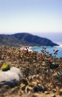 Natural Landscape, Channel Islands National Park by Melissa Salter