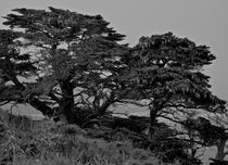 Point Lobos #17 von Ken Dvorak