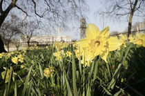 England, London, Buckingham Palace in Spring von Alan Copson