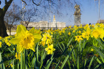 England, London, Buckingham Palace in Spring by Alan Copson