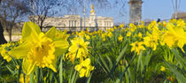 England, London, Buckingham Palace in Spring by Alan Copson
