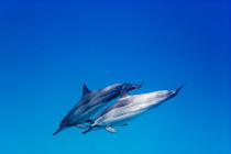 'Dolphin pair' von Sean Davey