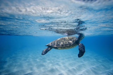 Hawaiian-sea-turtle-24