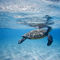 Hawaiian-sea-turtle-24