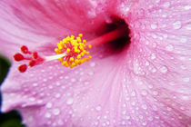 Pink Hibiscus von Sean Davey