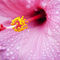 Pink-hibiscus-050210-0013