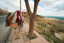 Mule in the Old City of Mardin / Southeast Turkey von Benjamin Hiller