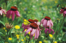 Butterflies and Echinacea flowers by Melissa Salter
