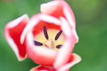 bright tulip by bruno paolo benedetti