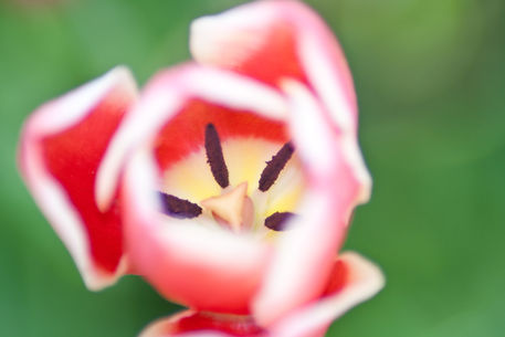Bright-tulip