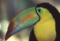 CA, Costa Rica Toucan close-up by Danita Delimont