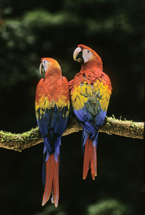 'Young scarlet macaws, Ara macao, Tambopata National Reserve, Peru' von Danita Delimont