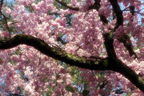 Asia, Japan, Tokyo. Cherry blossom tree in bloom in springtime. Credit as von Danita Delimont