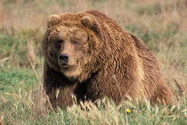 North America, USA, Alaska, Kodiak Island Grizzly or Brown bear by Danita Delimont
