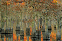 N.A., USA, Georgia, George Smith State Park. Cypress trees, fall reflections von Danita Delimont