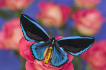 Sammamish Washington Photograph of Butterfly on Flowers by Danita Delimont