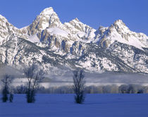 WYOMING. USA. Fog & frosted trees below Grand Teton National Park in winter by Danita Delimont