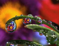 USA, Oregon, Close-up abstract of purple chrysanthemum reflecting in dew drops von Danita Delimont