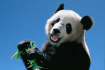 Panda eating bamboo, Wolong, Sichuan, China by Danita Delimont
