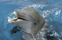 Atlantic Bottlenose Dolphin, Roatan Institute of Marine Science by Danita Delimont