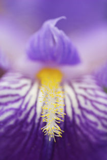 Close-up of hybrid Iris, Great Smoky Mountains   by Danita Delimont