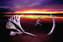 Canada, Northwest Territories, Whitefish Lake by Danita Delimont