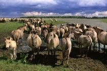 Domestic horses next to river, Equus caballus, Hustain Nuruu National Park by Danita Delimont