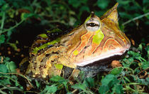 Surinam Horn Frog, Ceratophrys cornuta, Native to Surinam by Danita Delimont