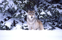 Timber Wolf Canis lupus Movie Animal (Utah) von Danita Delimont