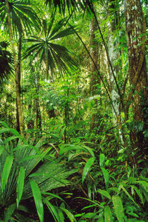 Lowland rainforest, Tambopata National Reserve, Peru von Danita Delimont