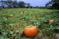A pumpkin patch in Georgia. von Danita Delimont