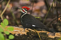 Pileated Woodpecker, Dryocopus pileatus, Corkscrew Swamp Sanctuary by Danita Delimont