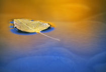 Cottonwood leaf floating on the surface of the Methow River, Washington by Danita Delimont